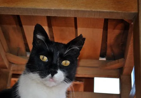 Cat under Table Stock Photos