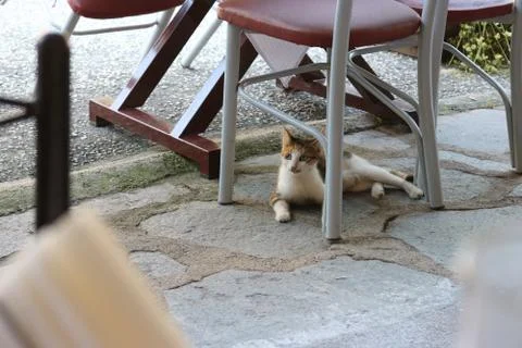 Cat under table Stock Photos