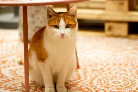 Cat under a table Stock Photos