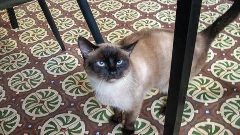 Cat under the table Stock Photos