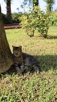 A cat under a tree Stock Photos