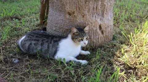 A cat under a tree Stock-Fotos