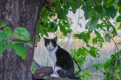 A cat under a tree is waiting for prey Stock Photos