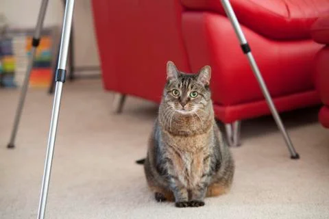 Cat Under Tripod Stock Photos