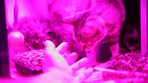 A cat under ultraviolet light. The cat studies seedlings under special light Stock Footage 229520329
