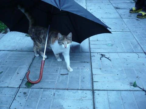 Cat under umbrella Stock Photos