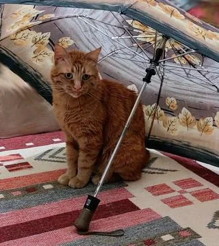 Cat Under Umbrella Stock Photos