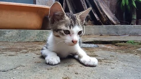 Cat that is unwinding Stock Footage 250551697