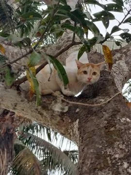 Cat upon the tree Stock Photos