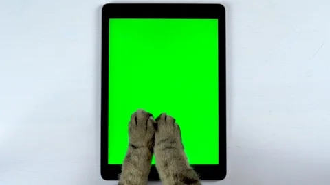 The cat uses a tablet. A close-up of a cat's paws punching a tablet and chatting Stock-Footage 124806789