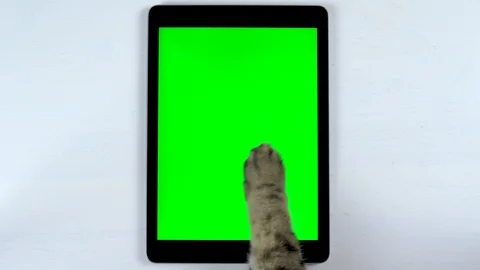 The cat uses a tablet. Close-up of a cat's paw makes swipe on a tablet and Stock-Footage 124807032