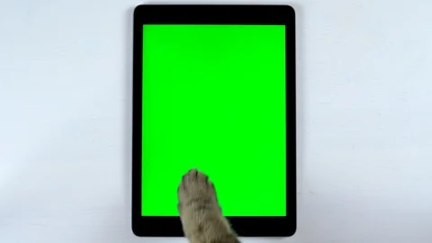 The cat uses a tablet. The paw of a cat makes swipe on the tablet and puts likes Video stock 124807022