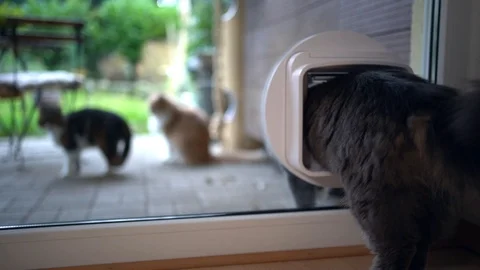 Cat using cat flap Stock Footage 126652536