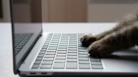 Cat using the computer. Cat Paw using Laptop. Side View Close Up. Stock Footage 234396113