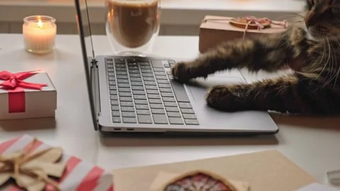 Cat using a Computer Laptop. Fluffy Feline Paws Typing on a Keyboard, Scrolling Stock Footage 255361415