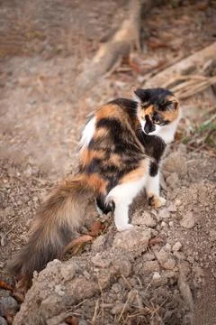 Cat using earth dust soil to litter naturally outdoors fertilizing Stock Photos