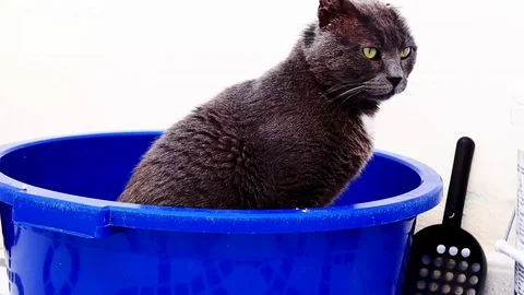 Cat using its litter box Stock Footage 99296618