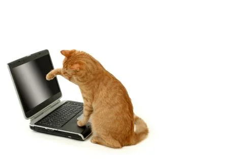 Cat is using laptop computer Stock Photos