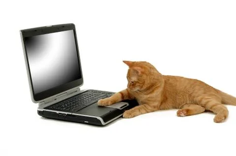 Cat is using laptop computer Stock Photos