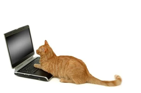 Cat is using laptop computer Stock Photos