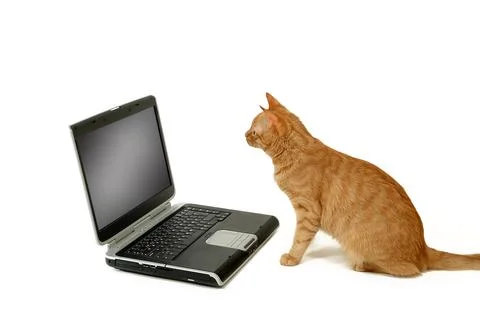 Cat is using laptop computer Stock Photos