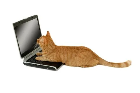 Cat is using laptop computer Stock Photos
