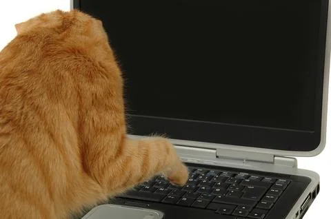 Cat is using laptop Stock Photos