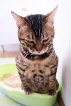 The cat is using the litter box. The cat uses the toilet. Eco-friendly wood Stock Photos