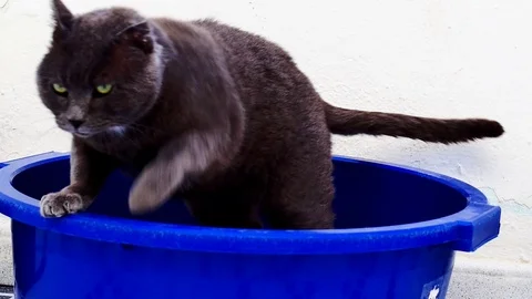 Cat using litter box Stock Footage 99226680