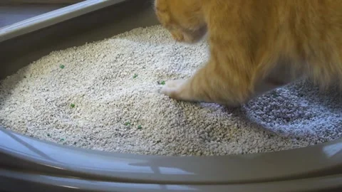 Cat using the litter box, slow motion HD shot. Video stock 134292165