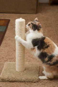 Cat using scratching post Stock Photos