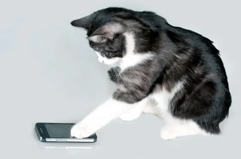 Cat using smartphone with touch screen Stock Photos