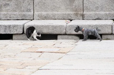 Cat v. Dog Stock Photos