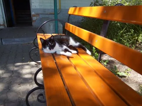 Cat on vacation Stock Photos