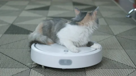 A cat with a vacuum cleaner. Stock Footage 154087478