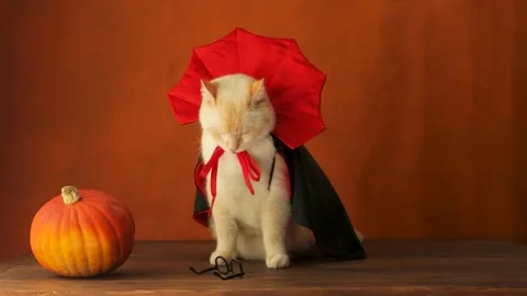 A cat in a vampire costume licks his lips. Halloween theme, orange background Stock Footage 249936508