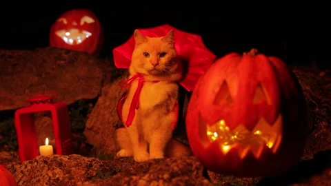 Cat in a vampire costume in a mystical castle for Halloween Stock Footage 249932480