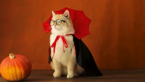 Cat in vampire costume says close-up, orange background Stock Footage 249812620