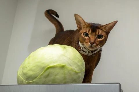 Cat vegetarian Stock Photos