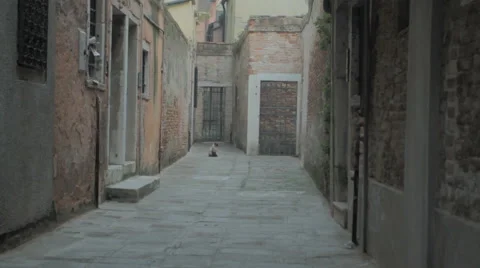 Cat in Venice Street Video stock 62777816