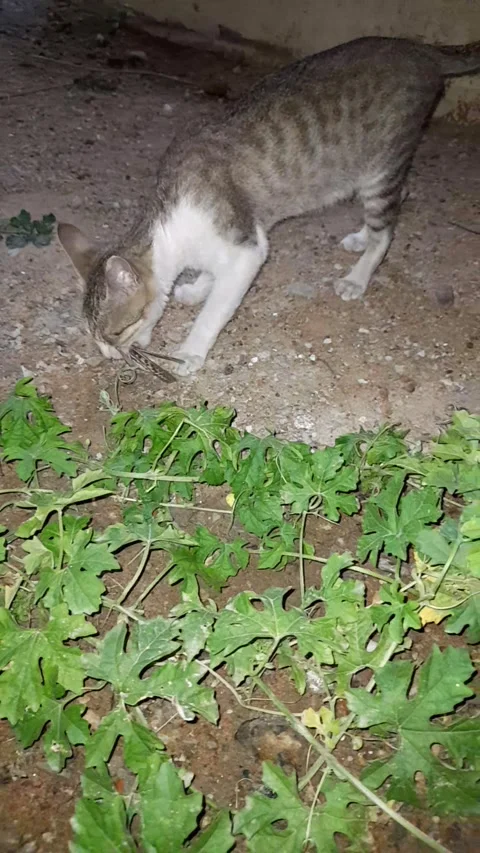 Cat versus insect in Odisha Stock Footage