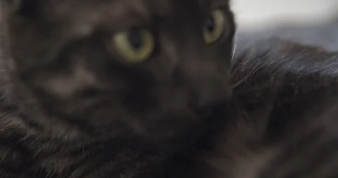 Cat very close-up in 4K Stock Footage 113975778