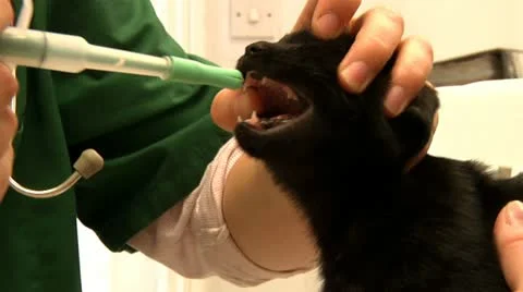 Cat at vet Stock Footage 22667276