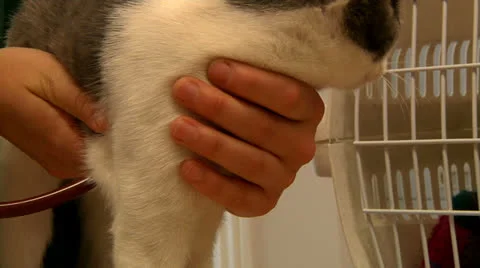 Cat at vet Stock Footage 22675278
