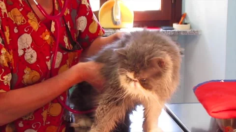 Cat At Vet Stock Footage 51864210