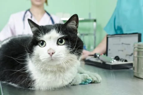 Cat to the vet Stock Photos
