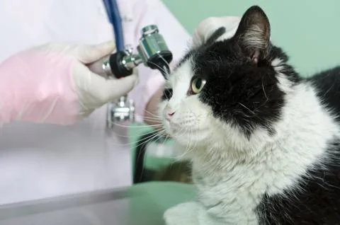 Cat to the vet Stock Photos