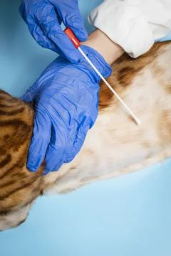 Cat at the vet Stock Photos