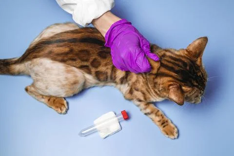 Cat at the vet Stock Photos