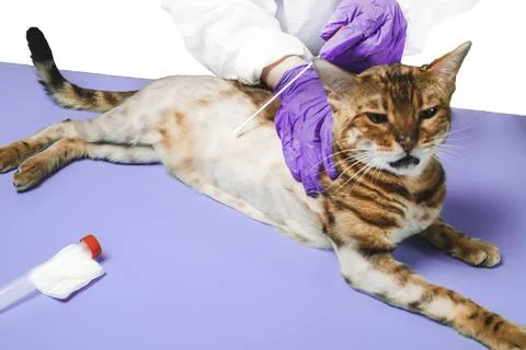 Cat at the vet Stock Photos